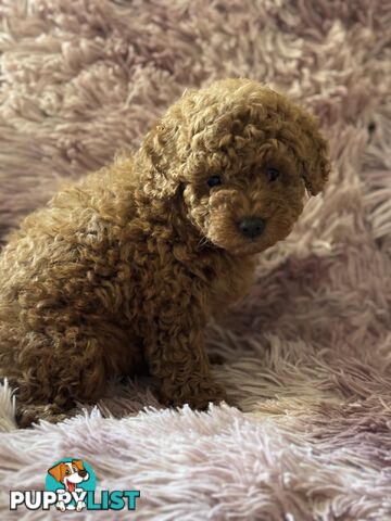 purebred  female toy poodle puppies