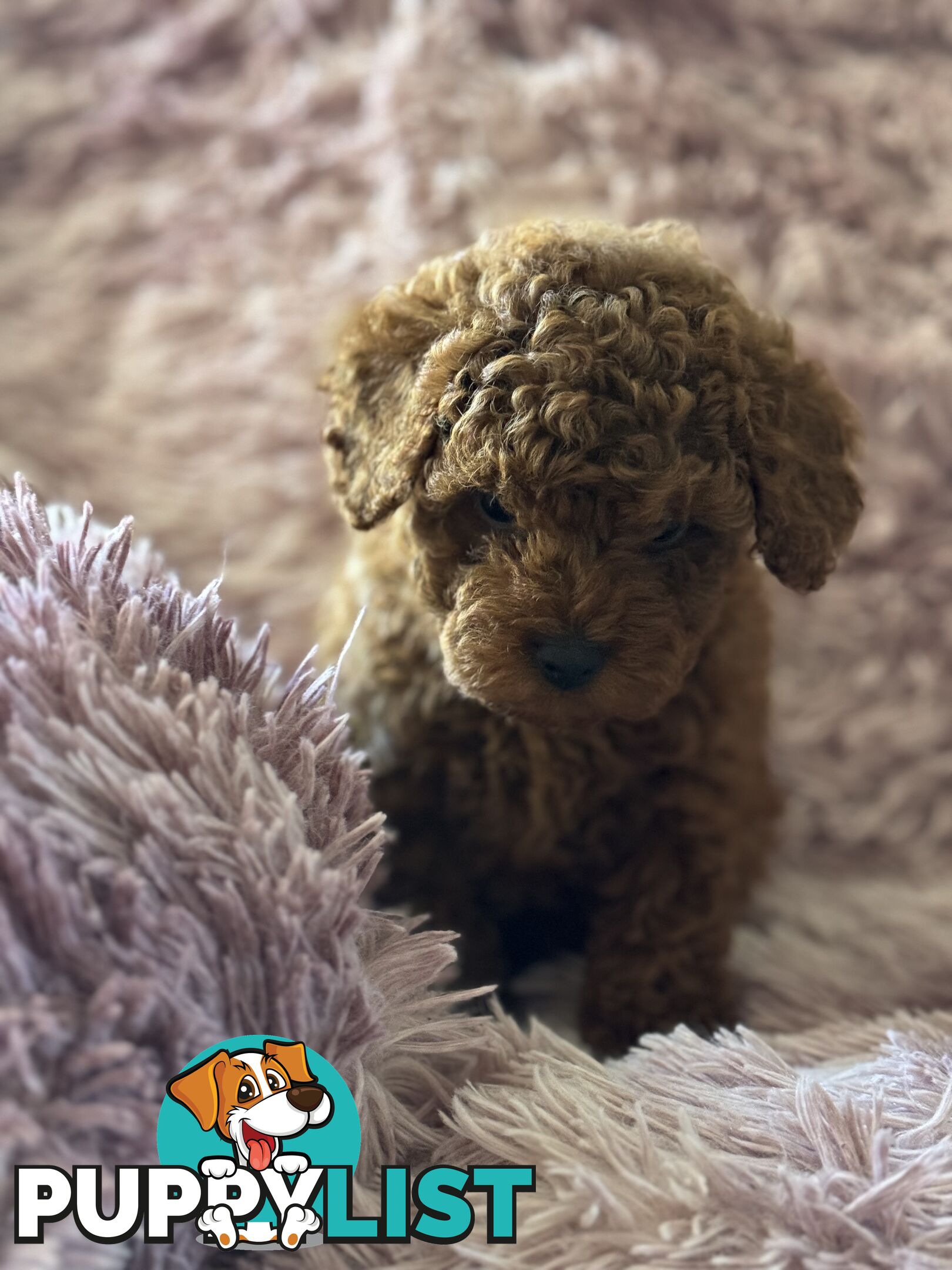 purebred  female toy poodle puppies