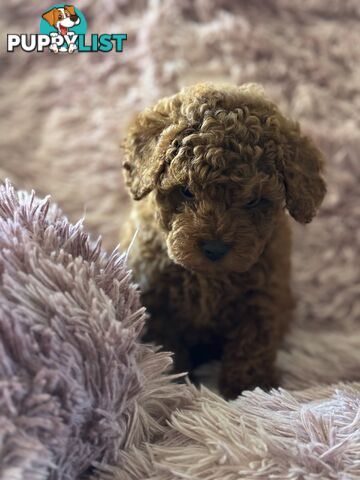 purebred  female toy poodle puppies