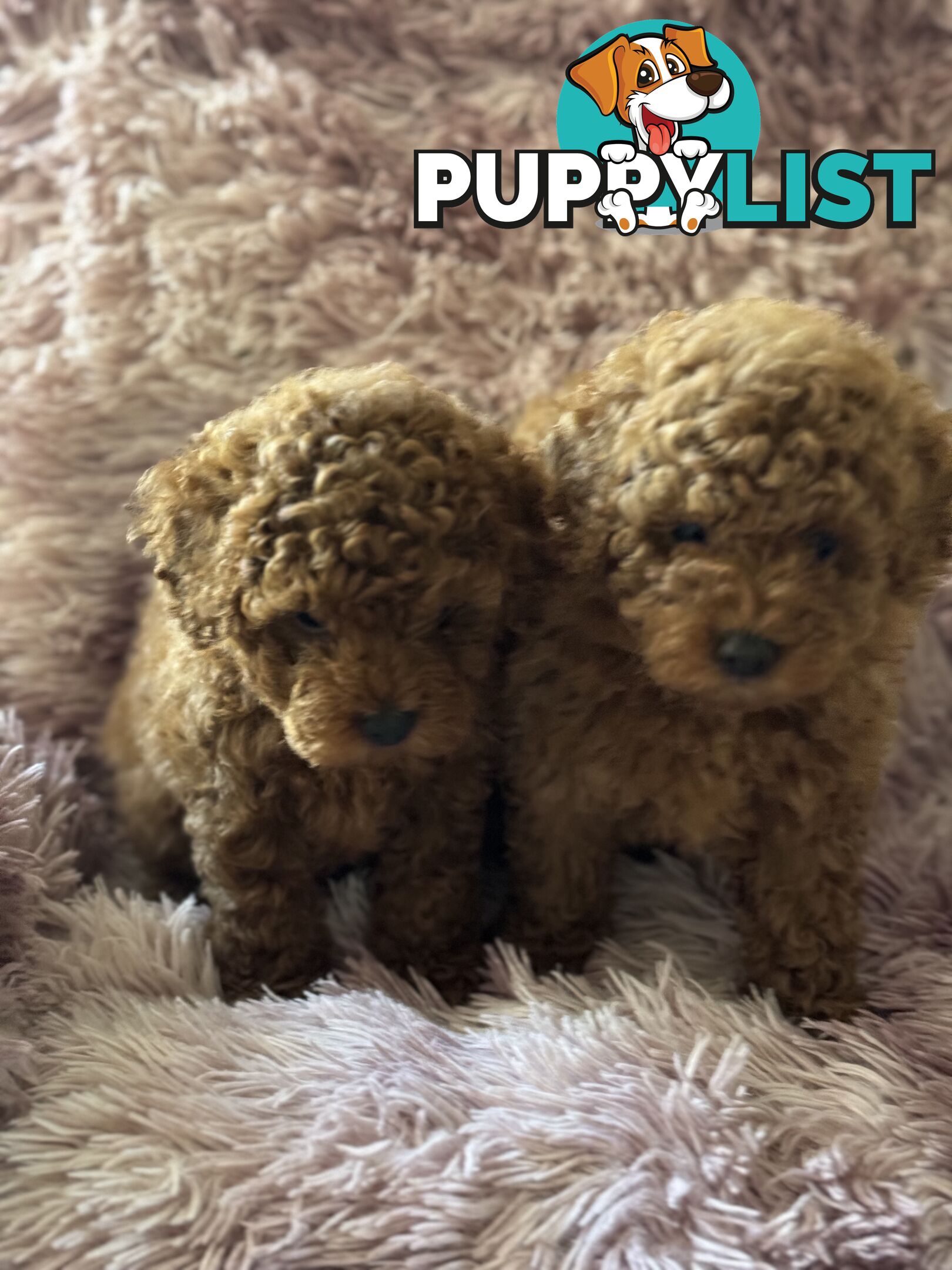 purebred  female toy poodle puppies