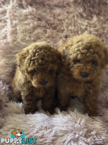 purebred  female toy poodle puppies