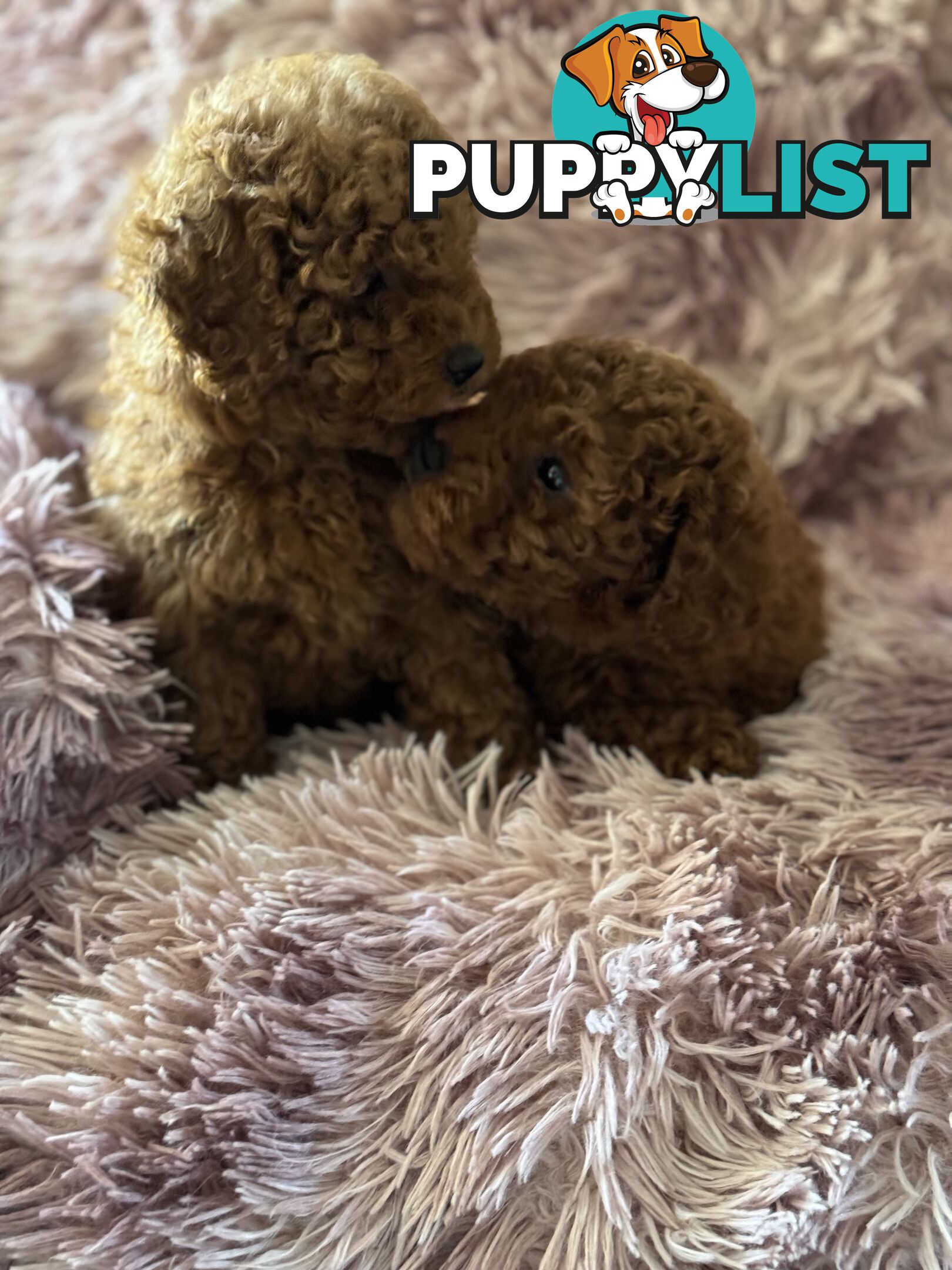 purebred  female toy poodle puppies