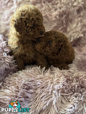 purebred  female toy poodle puppies