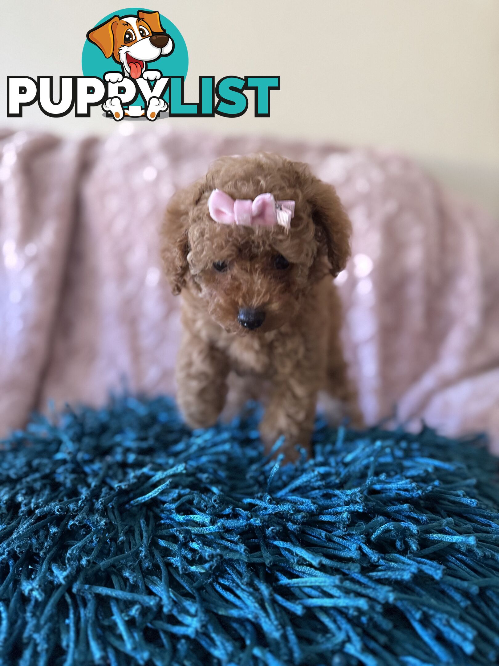 Three adorable female purebred miniature poodlepuppies