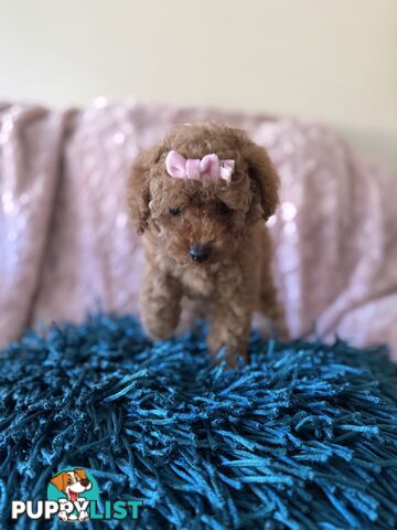 Three adorable female purebred miniature poodlepuppies
