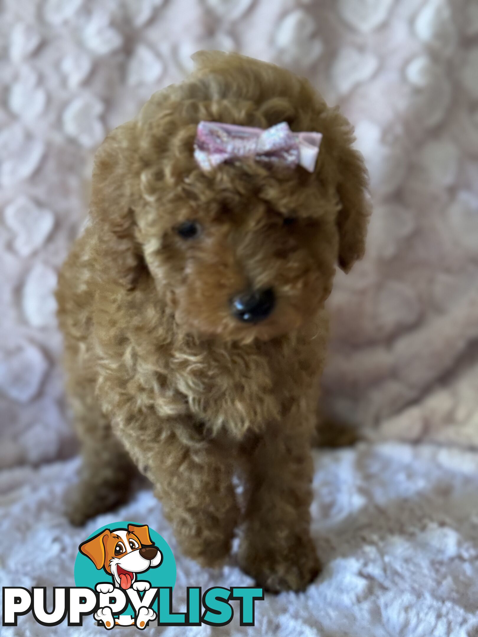 Three adorable female purebred miniature poodlepuppies