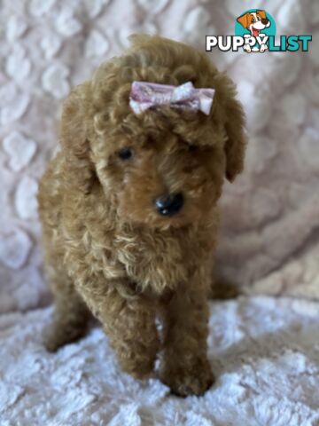Three adorable female purebred miniature poodlepuppies