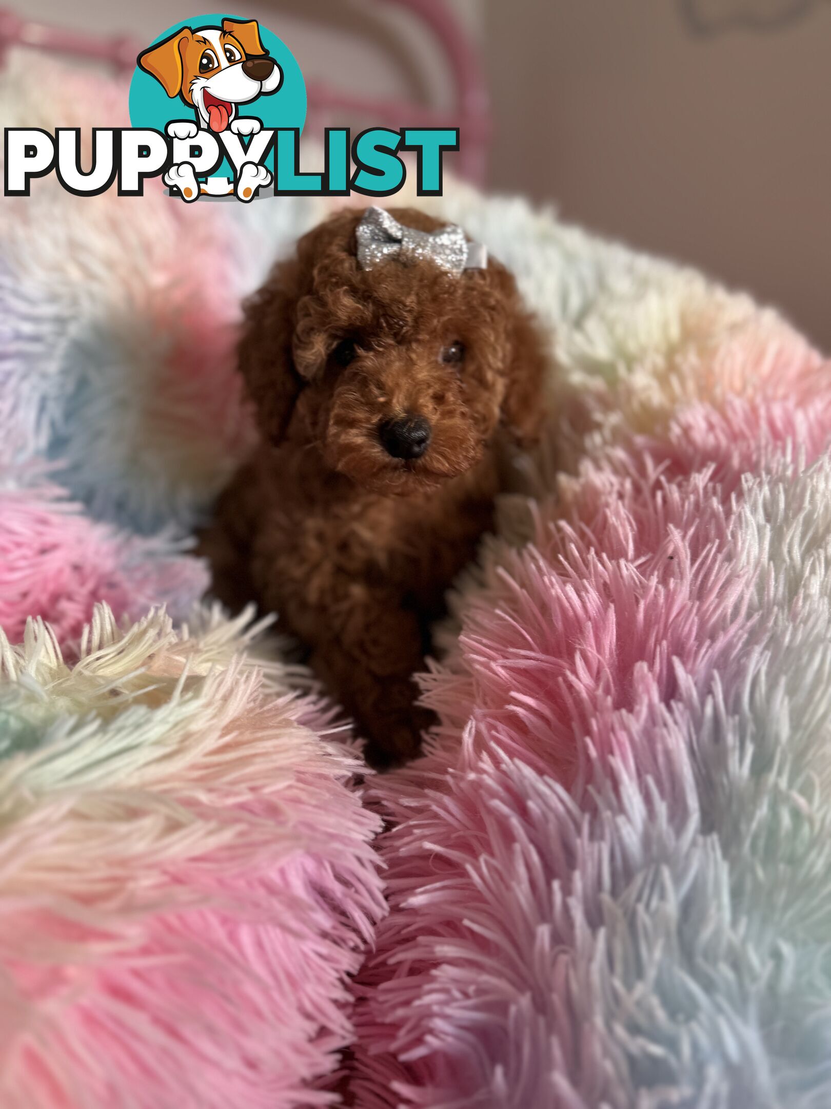 Three adorable female purebred miniature poodlepuppies
