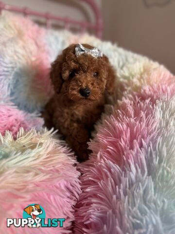 Three adorable female purebred miniature poodlepuppies