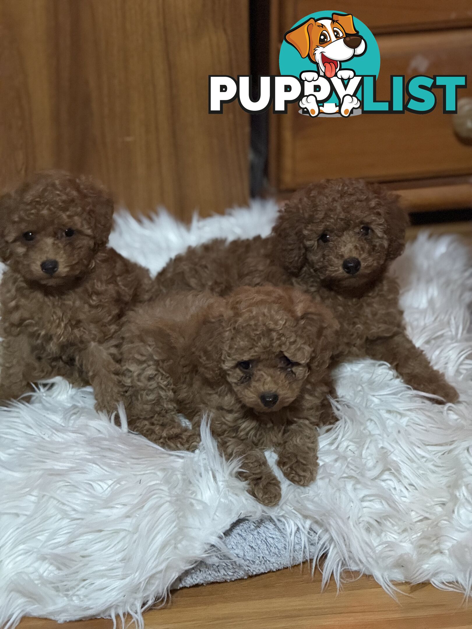 Three adorable female purebred miniature poodlepuppies