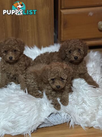 Three adorable female purebred miniature poodlepuppies