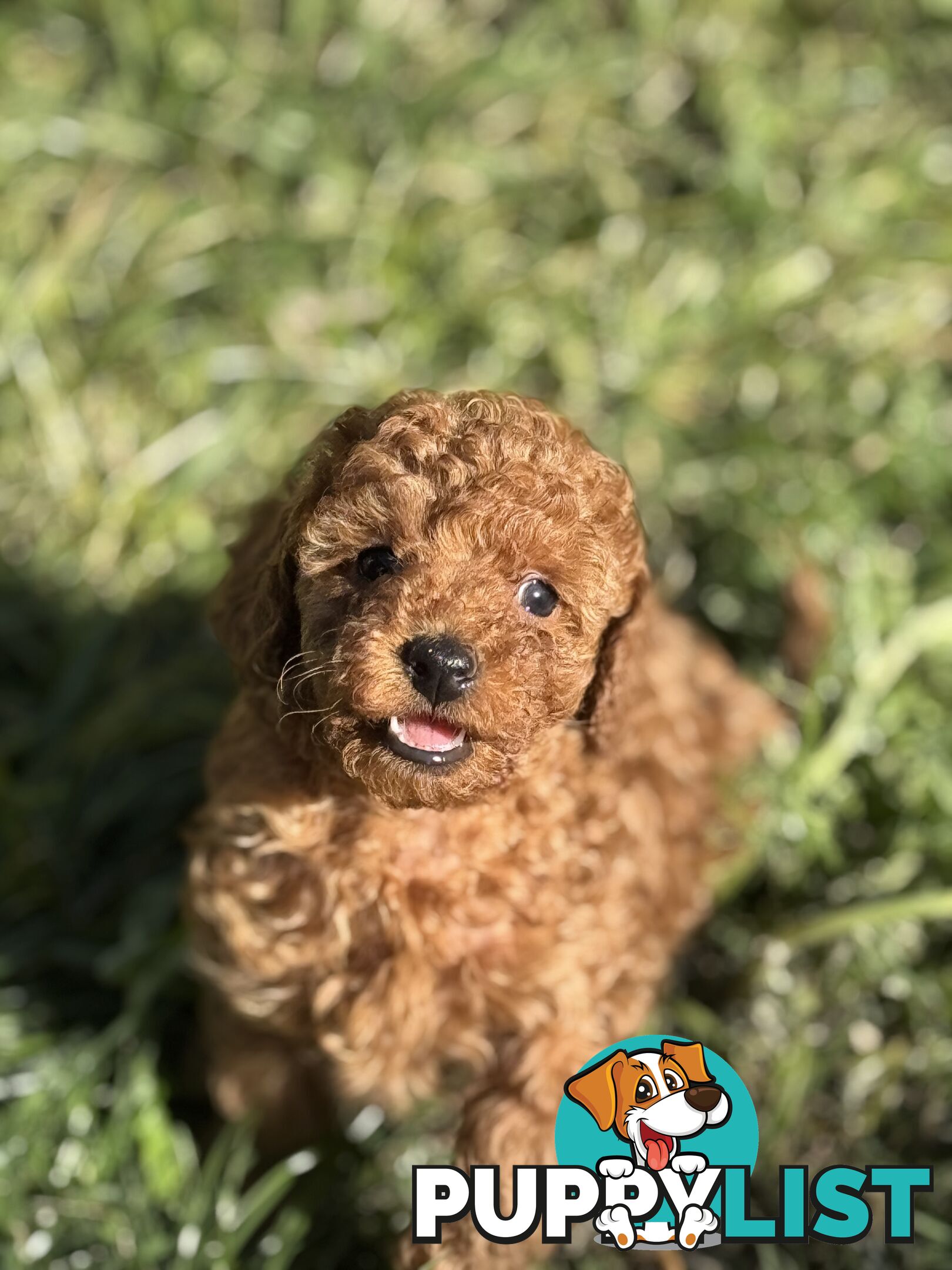 Purebred miniature poodle puppies