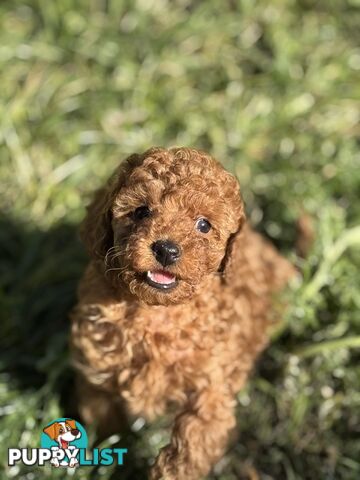 Purebred miniature poodle puppies