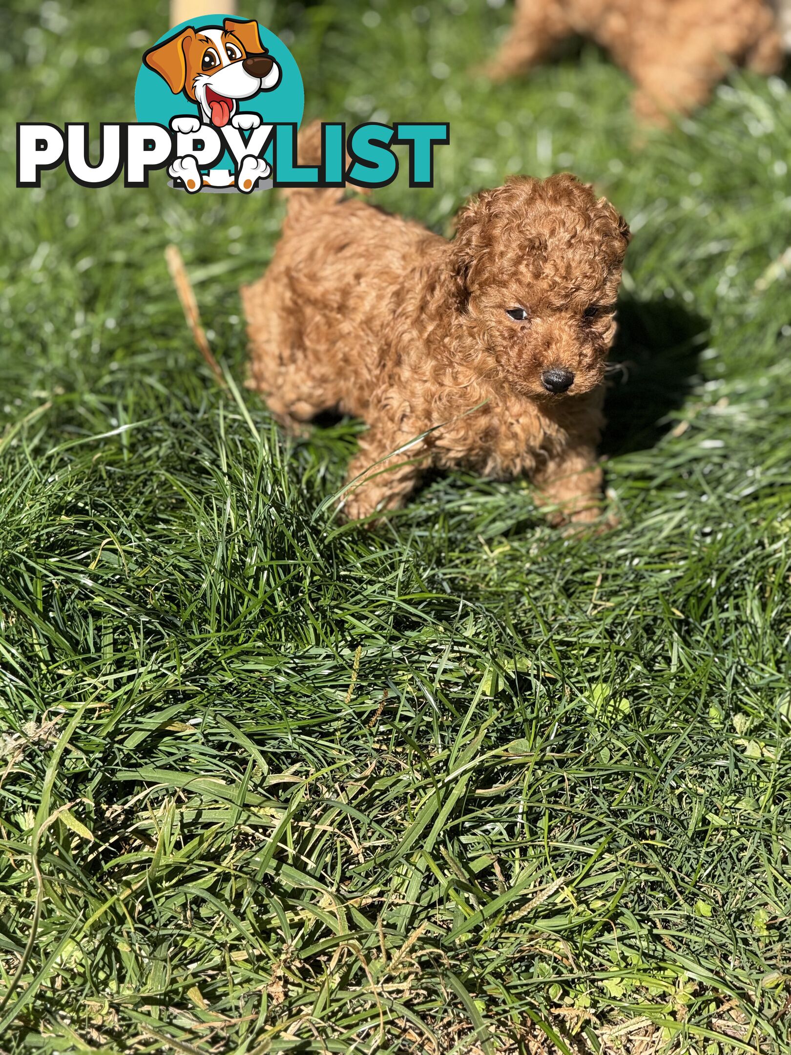 Purebred miniature poodle puppies