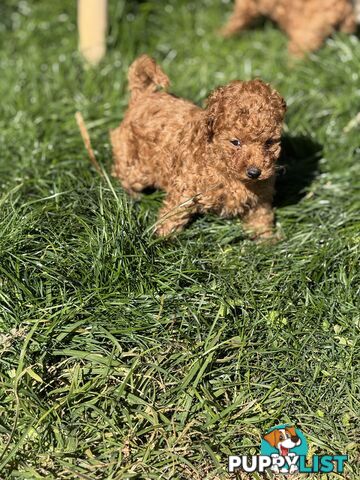 Purebred miniature poodle puppies