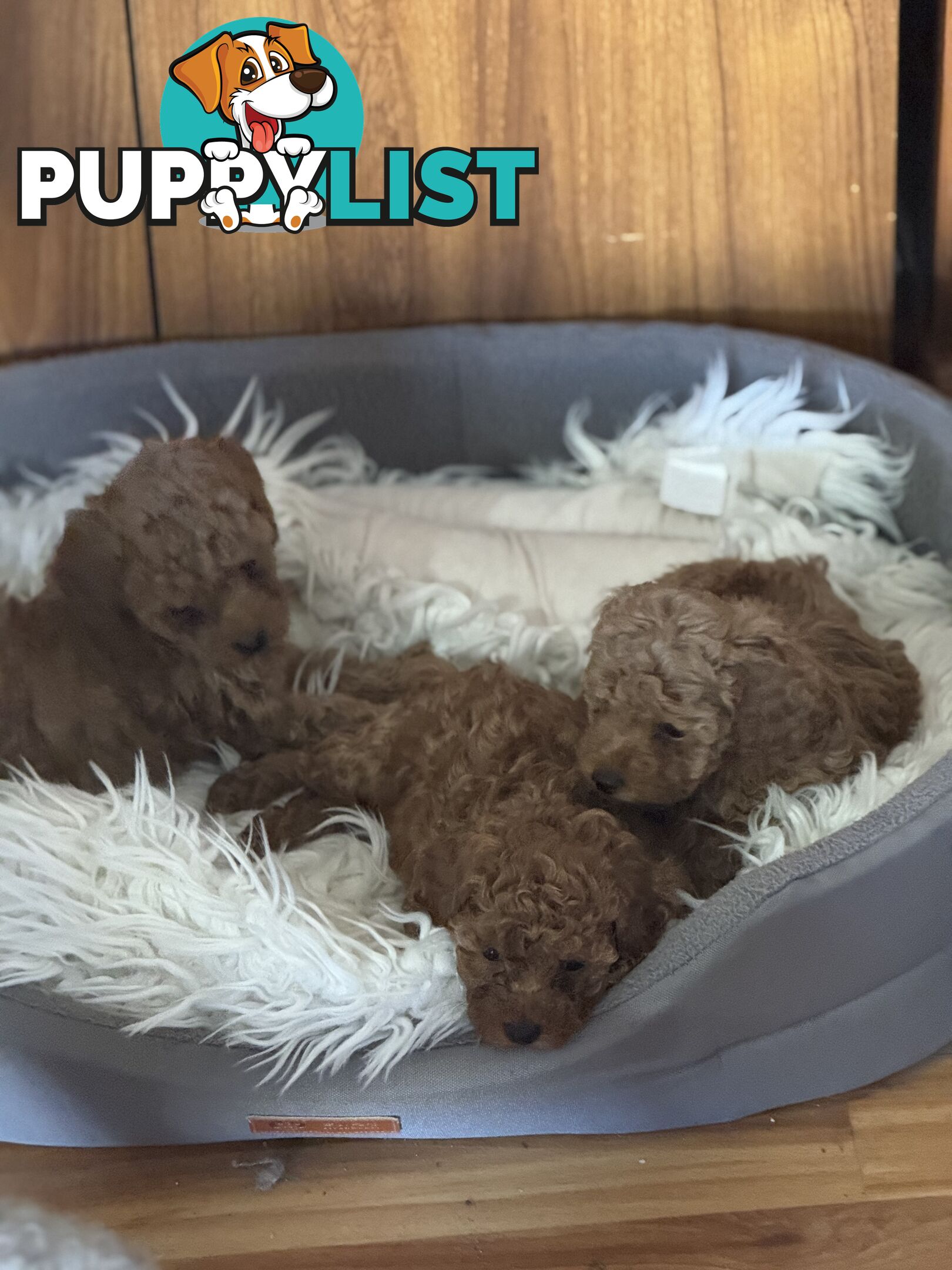 Purebred miniature poodle puppies