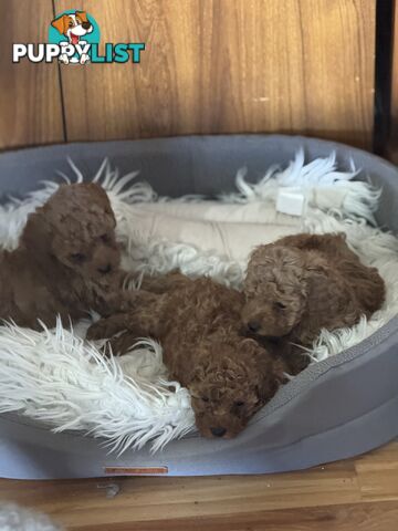 Purebred miniature poodle puppies