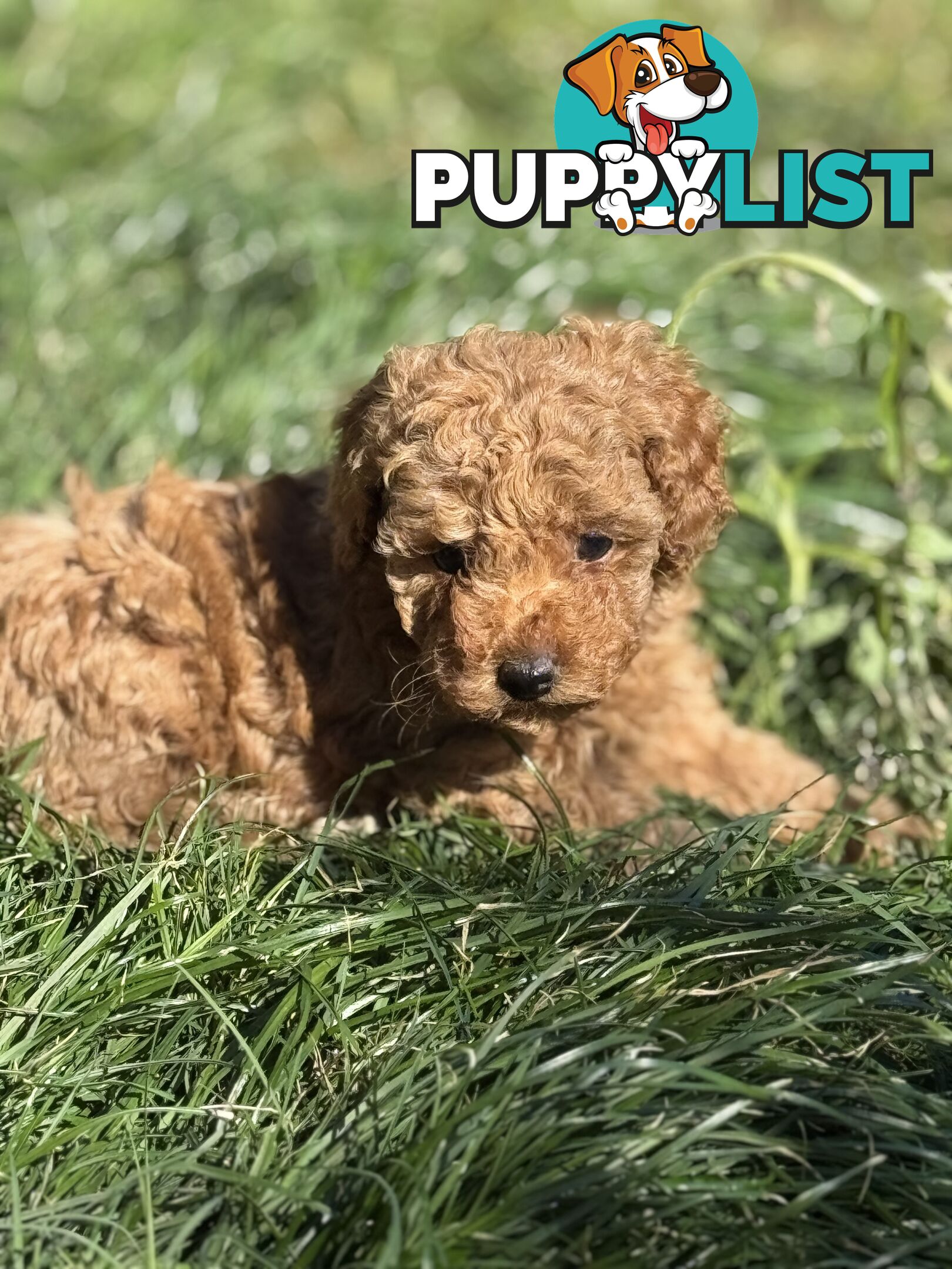 Purebred miniature poodle puppies