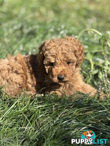 Purebred miniature poodle puppies