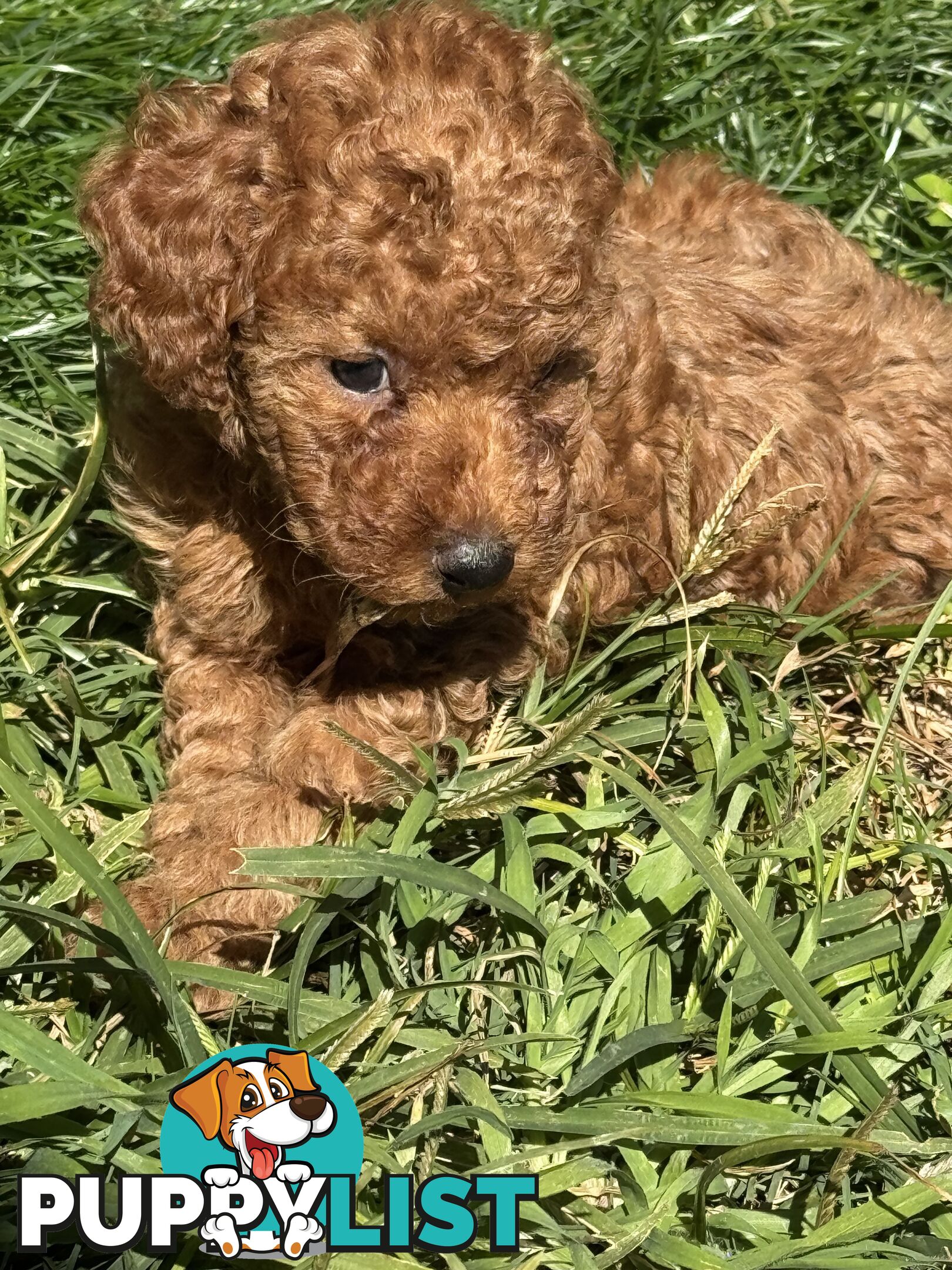 Purebred miniature poodle puppies