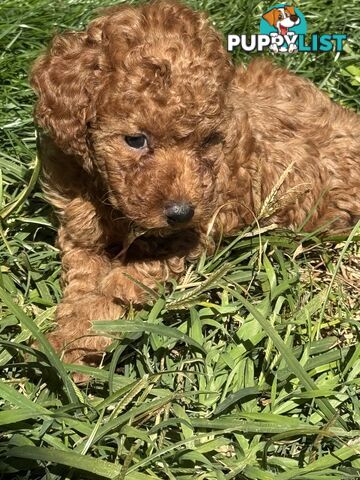 Purebred miniature poodle puppies