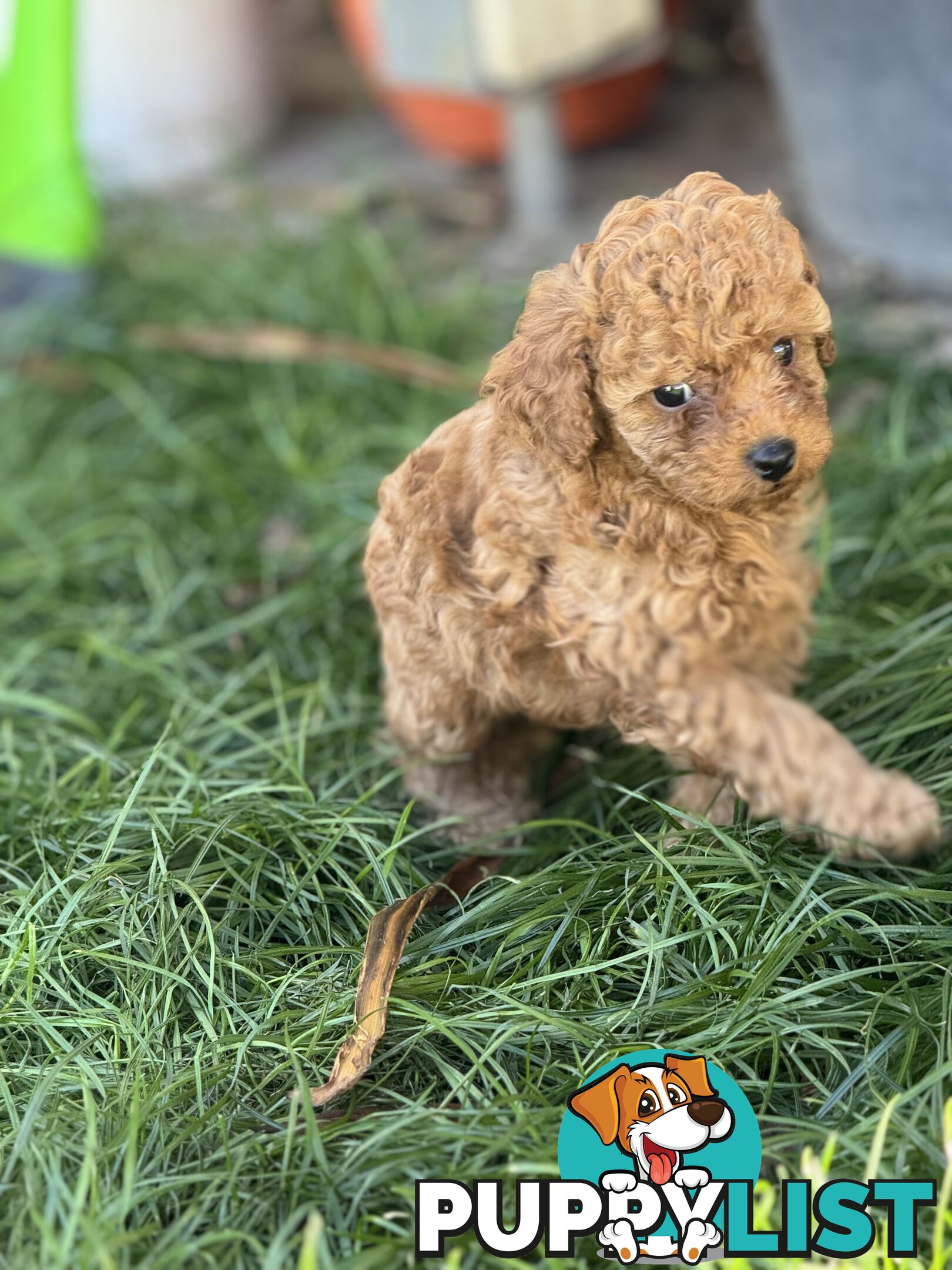 Purebred miniature poodle puppies