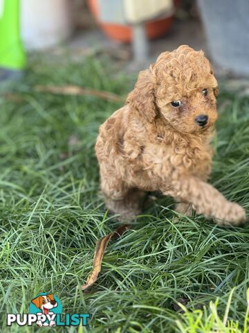 Purebred miniature poodle puppies