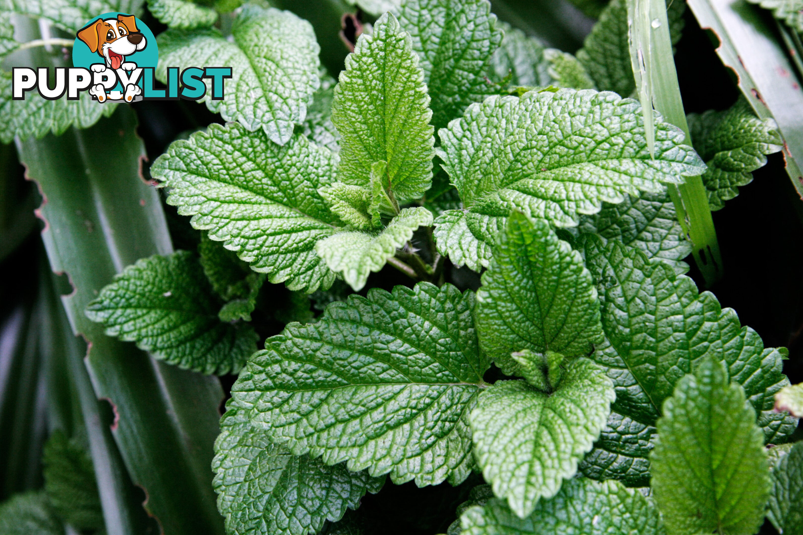 Peppermint Essential Oil - MPN: 1244-ALL