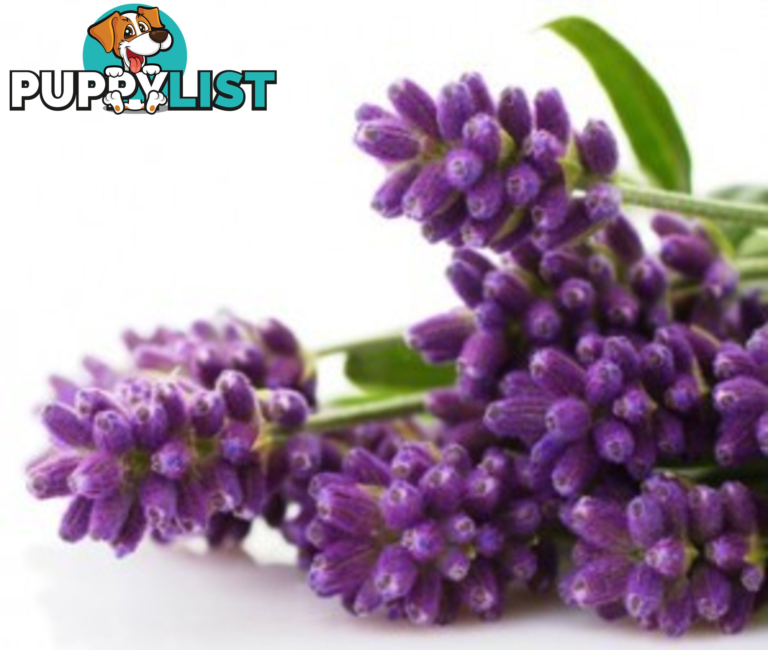 Lavender Essential Oil - MPN: 1247-ALL