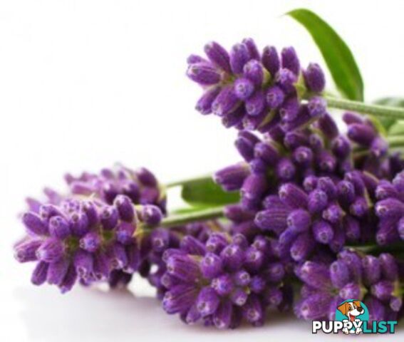 Lavender Essential Oil - MPN: 1247-ALL