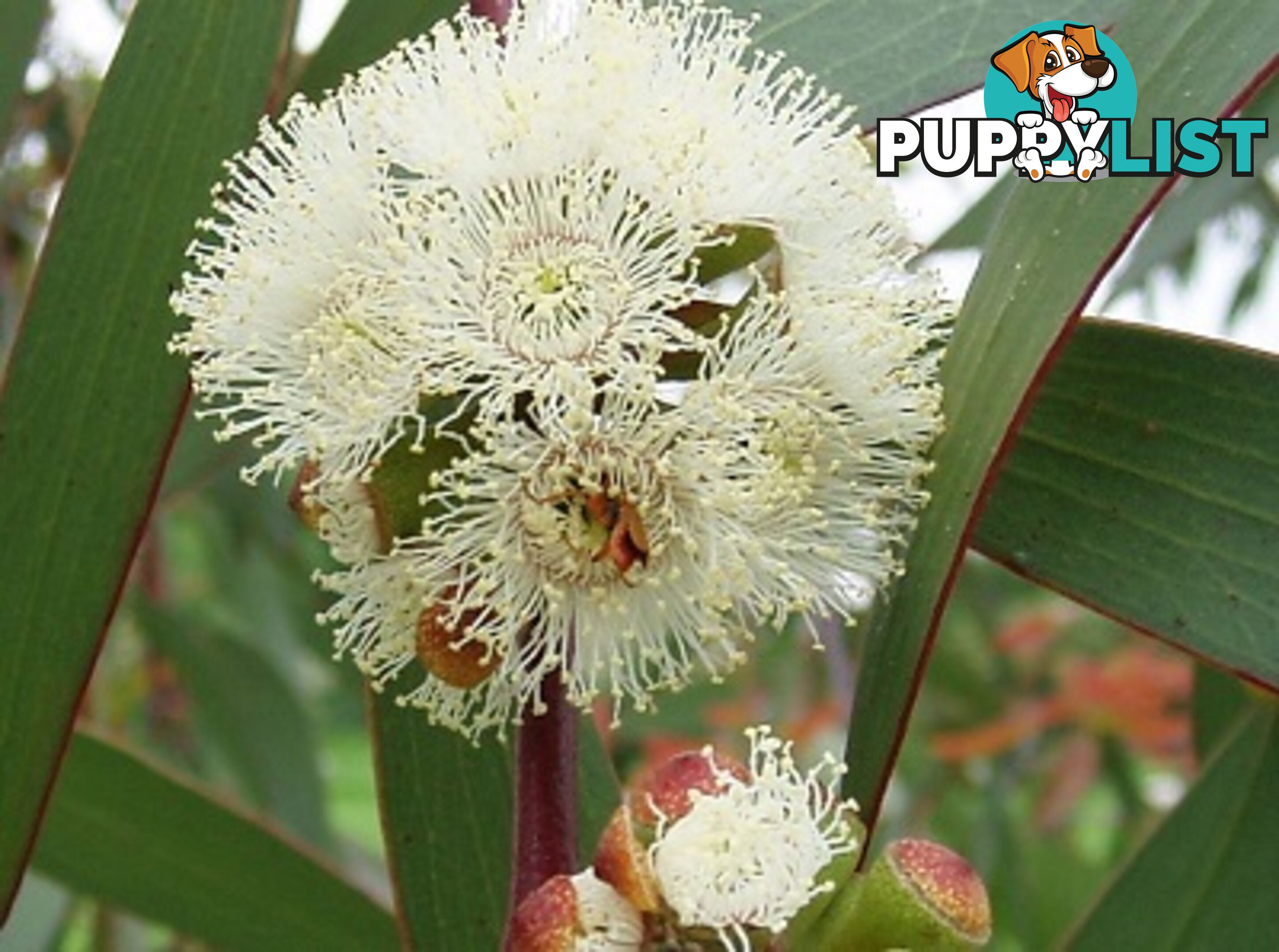 Eucalyptus Blue Gum Essential Oil - MPN: 1242-ALL