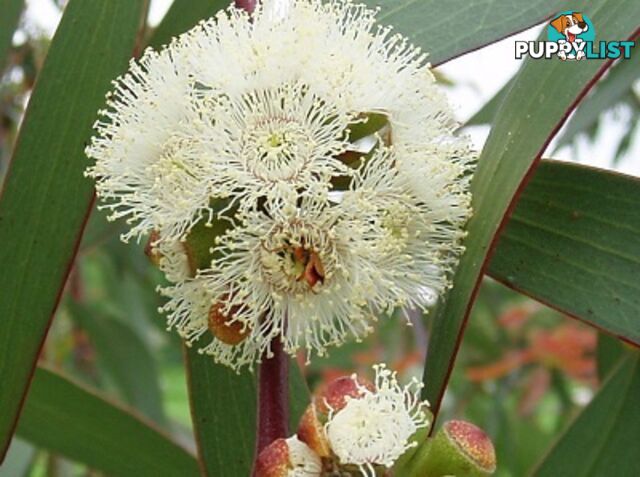 Eucalyptus Blue Gum Essential Oil - MPN: 1242-ALL