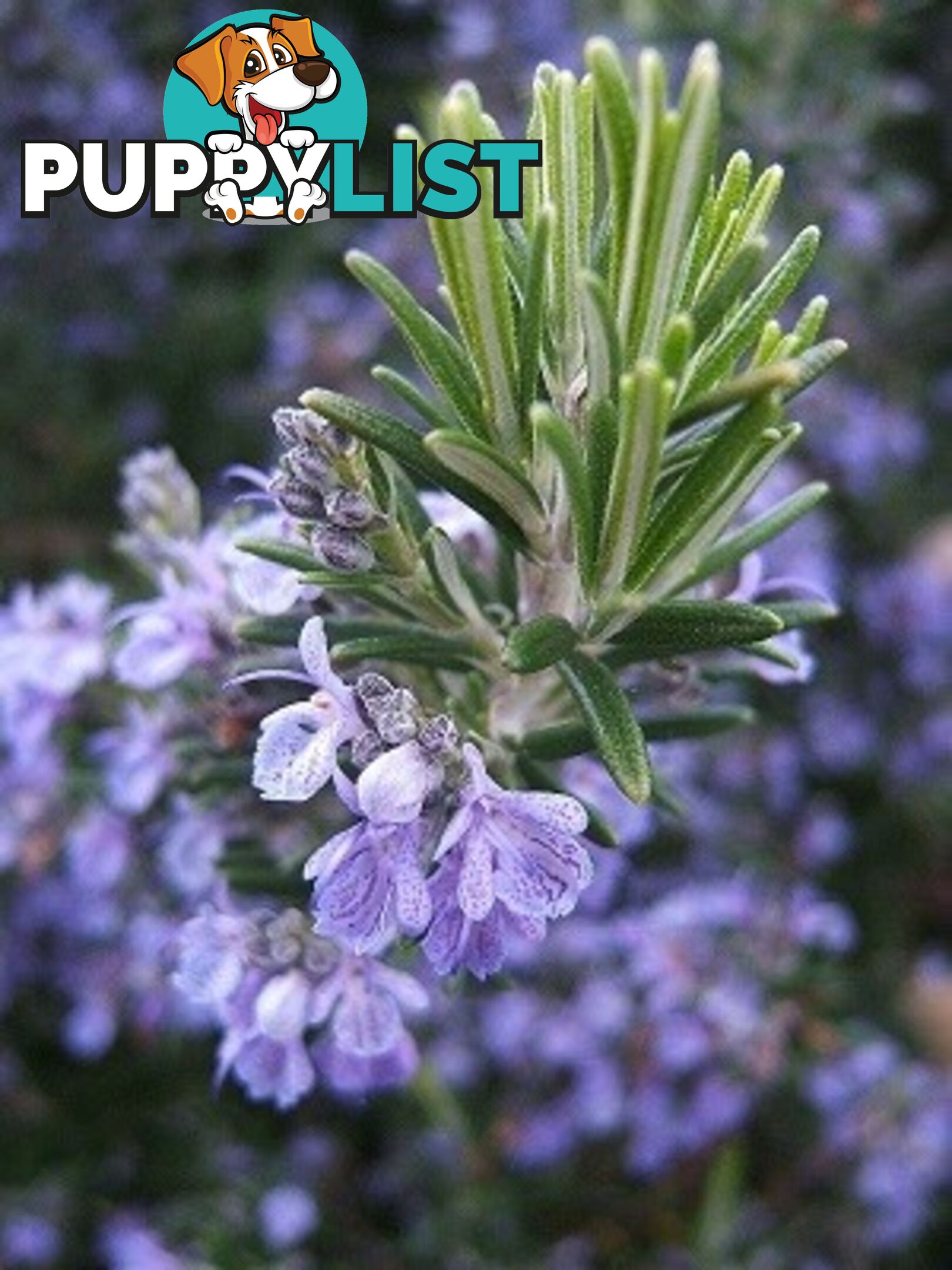 Rosemary Essential Oil - MPN: 1243-ALL