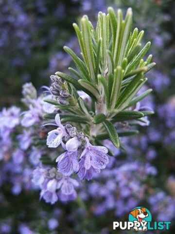 Rosemary Essential Oil - MPN: 1243-ALL