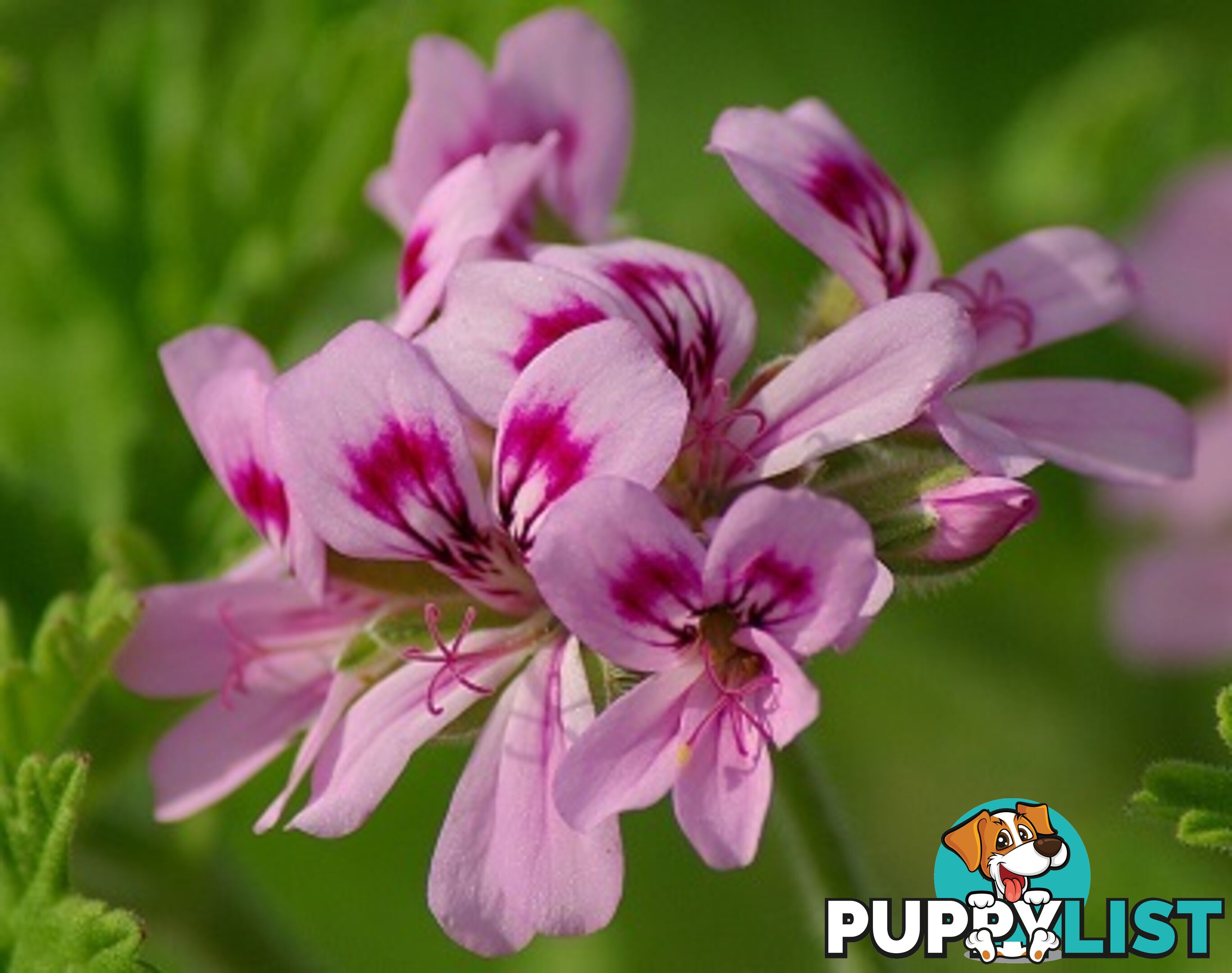 Rose Geranium Essential Oil - MPN: 1246-ALL