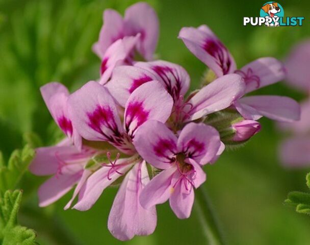 Rose Geranium Essential Oil - MPN: 1246-ALL