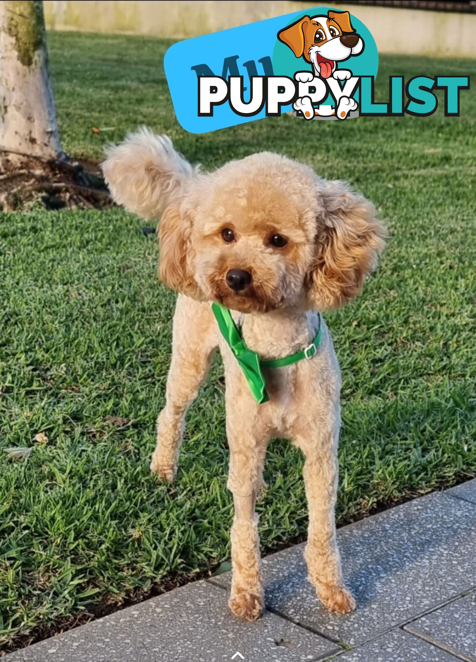 Pure breed Toy poodle puppies