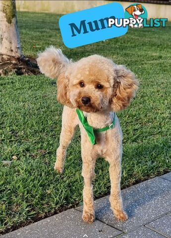 Pure breed Toy poodle puppies