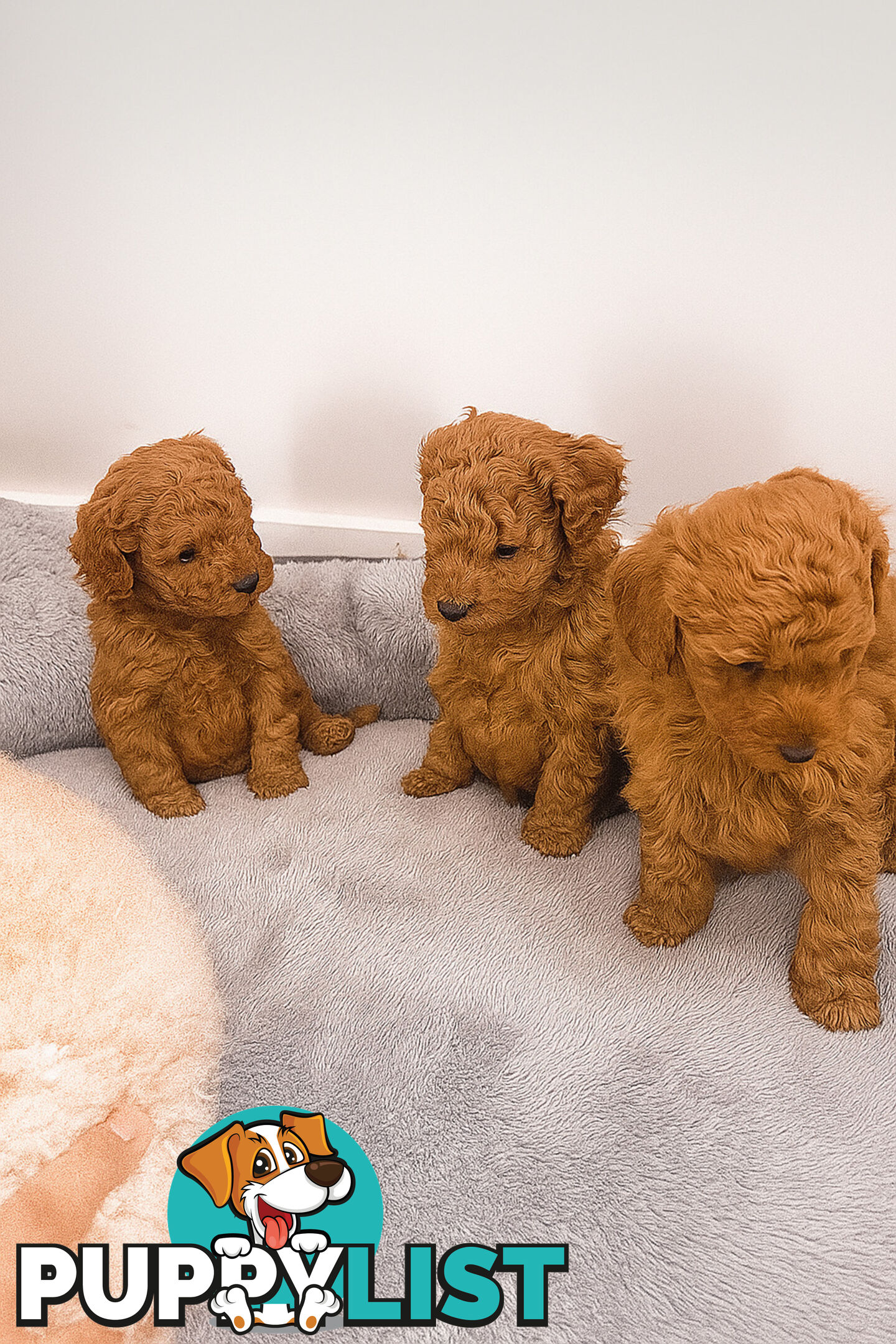 Pure breed Toy poodle puppies