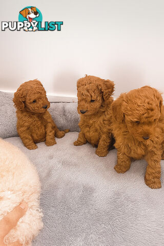 Pure breed Toy poodle puppies