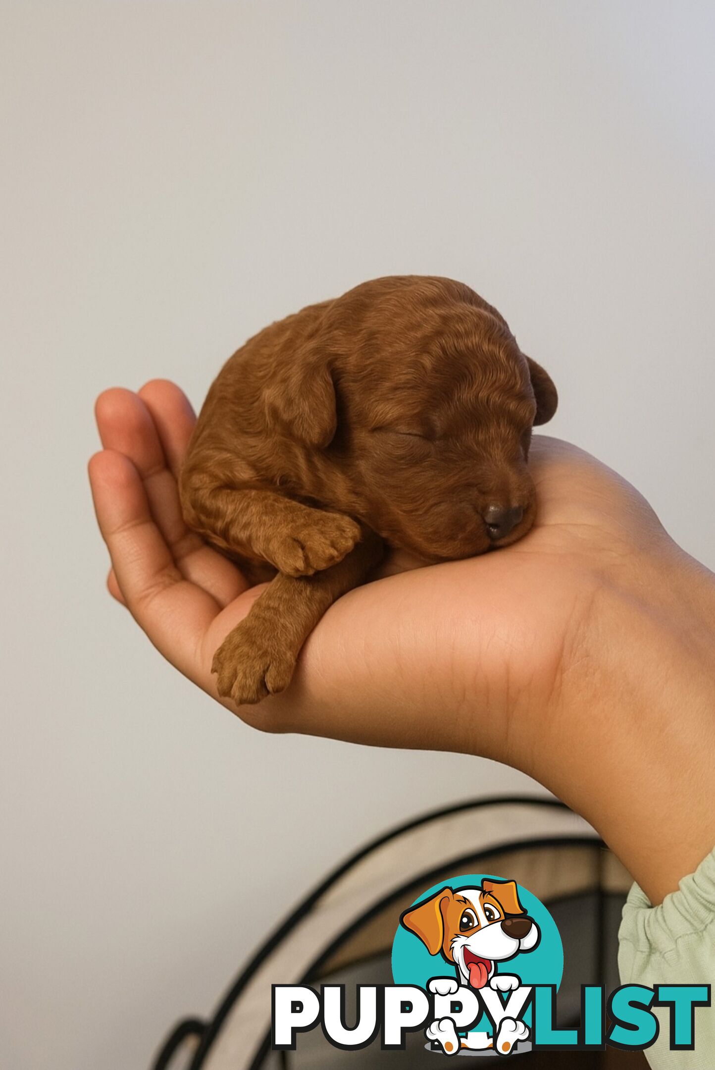 Pure breed Toy poodle puppies