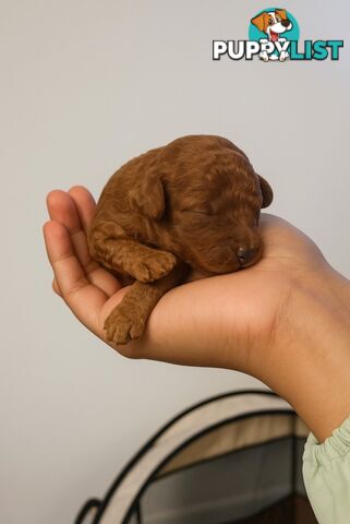 Pure breed Toy poodle puppies