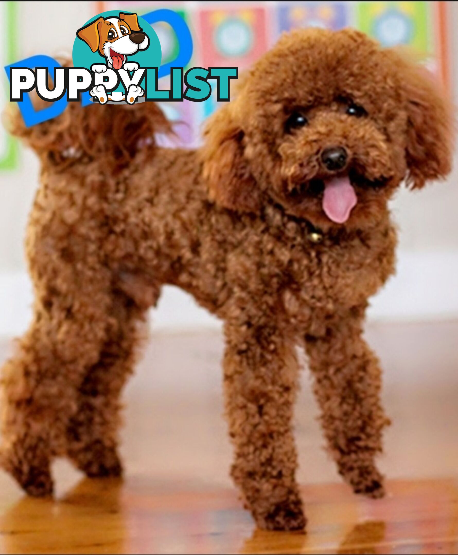 Pure breed Toy poodle puppies