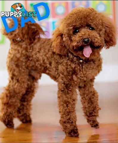 Pure breed Toy poodle puppies
