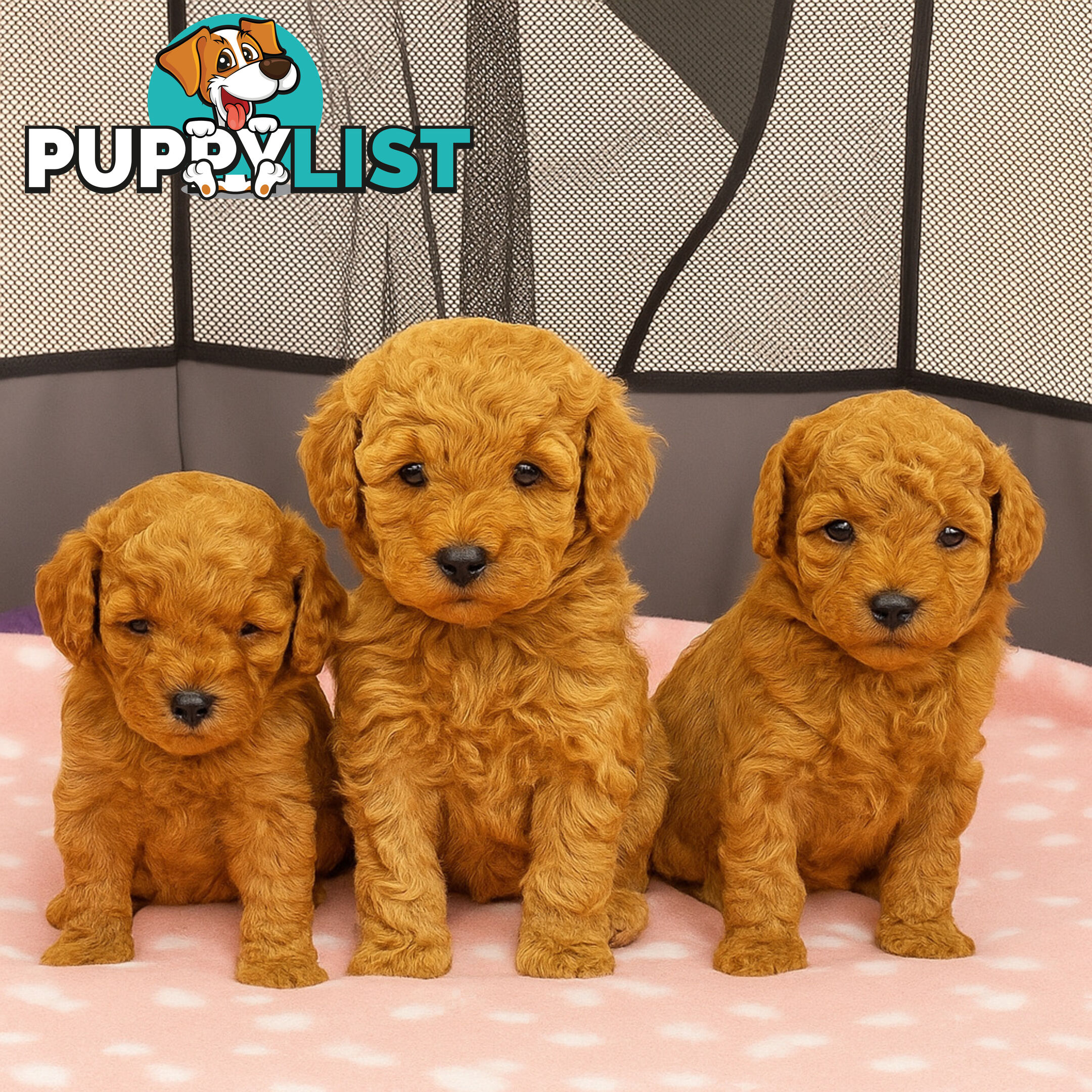 Pure breed Toy poodle puppies