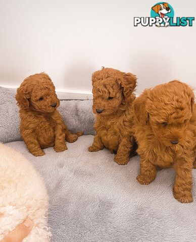 Pure breed Toy poodle puppies