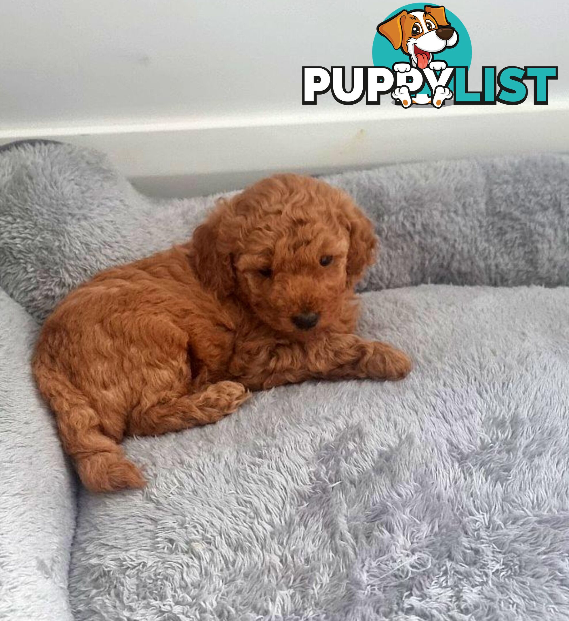 Pure breed Toy poodle puppies
