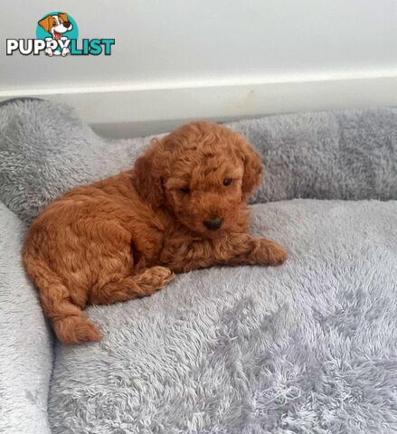 Pure breed Toy poodle puppies