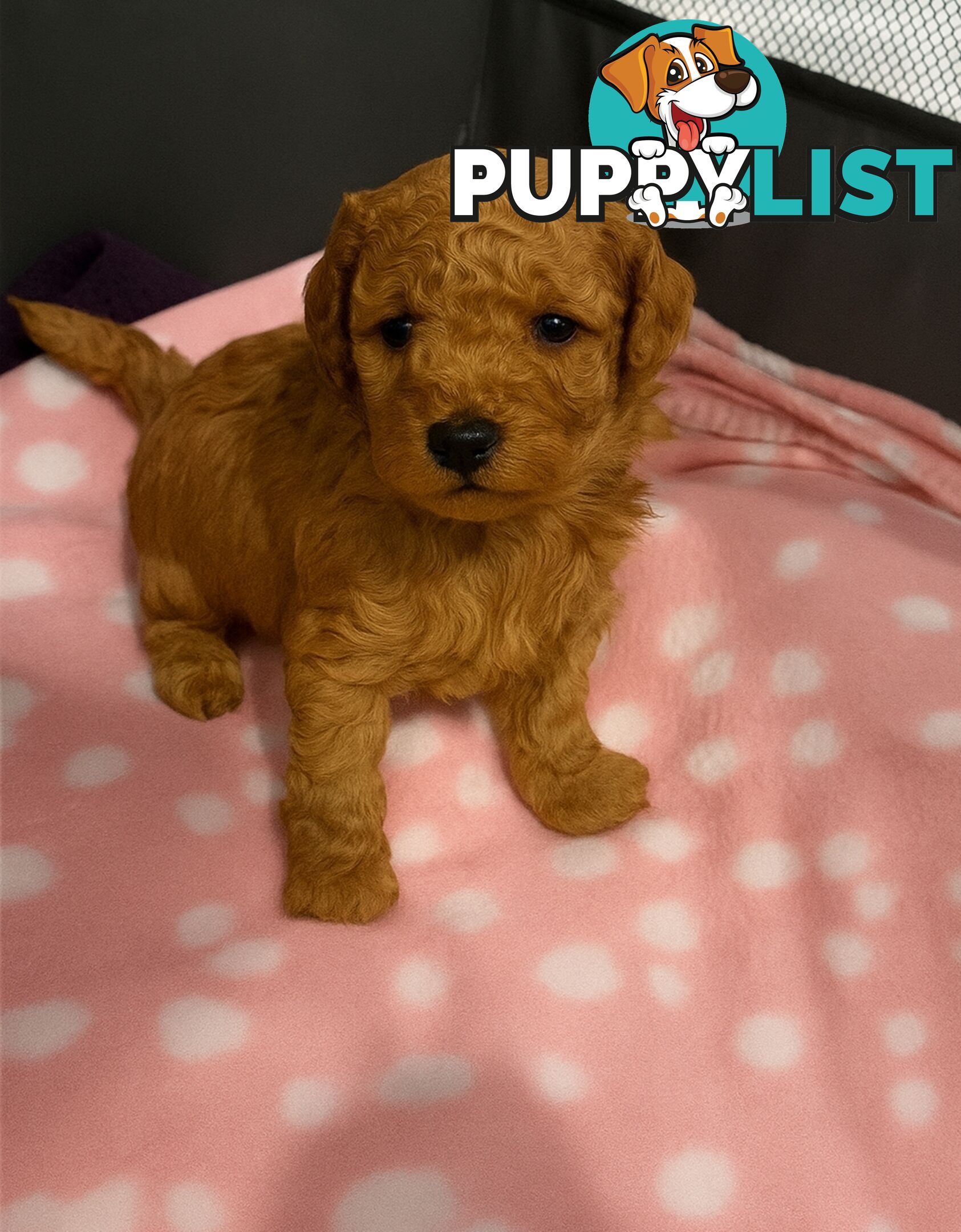Pure breed Toy poodle puppies