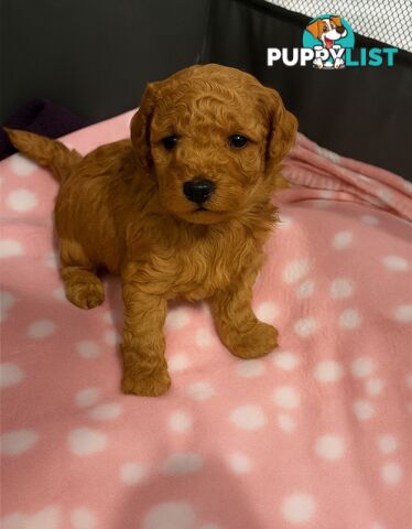 Pure breed Toy poodle puppies